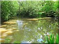 Batts Pond, Henfield