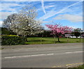 April blossom, Llanyravon, Cwmbran