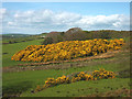 SD5259 : A mass of gorse, Quernmore by Karl and Ali