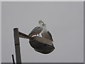 NO8270 : A pair of Herring Gulls sharing a quayside lamp-post by Stanley Howe