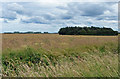 Farmland and wood near Tetney