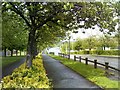 Tree Lined Paths