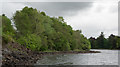 Trees on north shore of Loch Awe