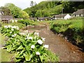 Arum lillies by the stream, Porlock