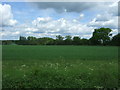 Crop field off Mill Road