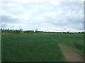 Crop field east of Great Sampford 