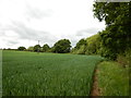 Edge of Large field near Long Lane Farm