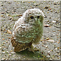 TQ5891 : Tawny Owlet, Warley Place Nature Reserve by Roger Jones