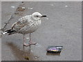 NO8270 : Juvenile Herring Gull on the quayside at Gourdon by Stanley Howe