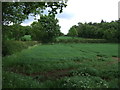 Crop field and hedgerow near Hawk