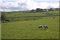 Sheep near Shiel Brae