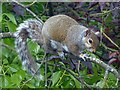 Grey Squirrel