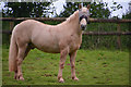 West Somerset : Grassy Field & Horse