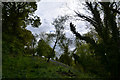 SS9539 : West Somerset : Grassy Hillside by Lewis Clarke