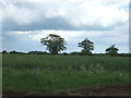 Oilseed rape crop, Melford Park