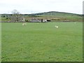 Sheep and lambs at Nantcyll ganol