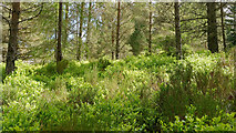 NH6271 : Bilberry bushes beside the Cnoc Fyrish path by Julian Paren
