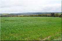 NZ0061 : Young wheat field above Riding Lea by Bill Boaden