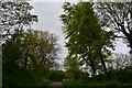 West Somerset : Country Lane