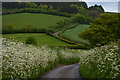 West Somerset : Country Lane