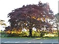 Tree on the B526, Lathbury