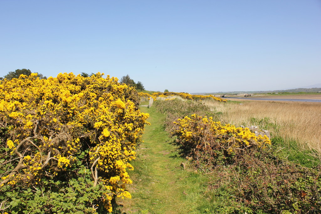 The Anglesey Coastal Path at Malltraeth © Jeff Buck :: Geograph Britain ...