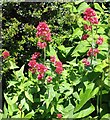 Red Valerian (Centranthus ruber)