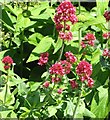 Red Valerian (Centranthus ruber)