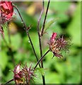 Avens (Geum spec)  - detail