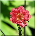 Avens (Geum spec)  -  flower