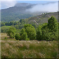 Damp grazing and trees near Maes Angharad