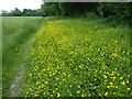 Buttercups alongside Spring Wood