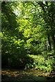 River Erme at Ivybridge sewage works