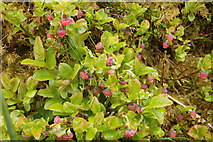 NY2126 : Bilberry Flowers by Michael Graham