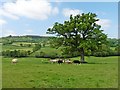 Grazing cattle in the Otter Valley