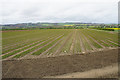 Crops in the Tyne valley