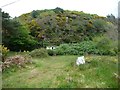 Gorse-covered rocky outcrop, Morfa Bychan