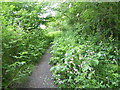 Footpath to Cranham Marsh Nature Reserve