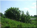 Trees beside National Cycle Route 76