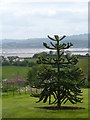 View from A la Ronde with Araucaria araucana