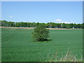 Crop field, Craigs Bank