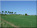 Crop field, Kingseat 