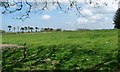 Pasture field,east of Wenlli