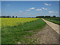 Rape field by Corkway Drove