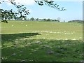 Sheep grazing on a slope near Penffordd Deg