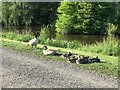 SJ8244 : Canada Goose family by the top pool at Keele University by Jonathan Hutchins