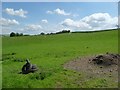 Sheep grazing south of Rhan Hir Farm