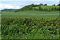 Green fields near Maperton