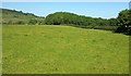 Small wood near Broadley