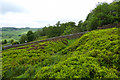 Gulley, Penistone Hill